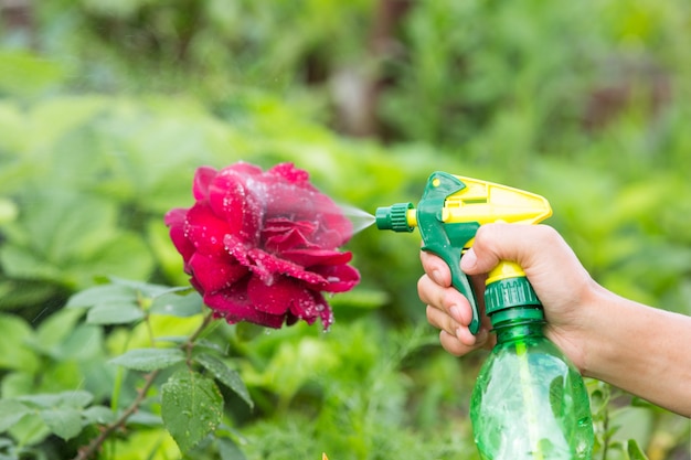 Mano chorreando una solución de pulgón de la rosa en el jardín