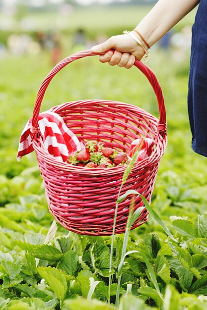 Mano cortada de un agricultor que lleva fresas en una canasta en una granja