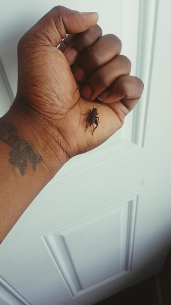 Foto mano cortada de un hombre adulto con un insecto contra la puerta