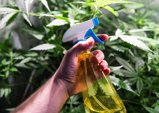 Foto mano cortada de un hombre sosteniendo una botella de spray por una planta de cannabis