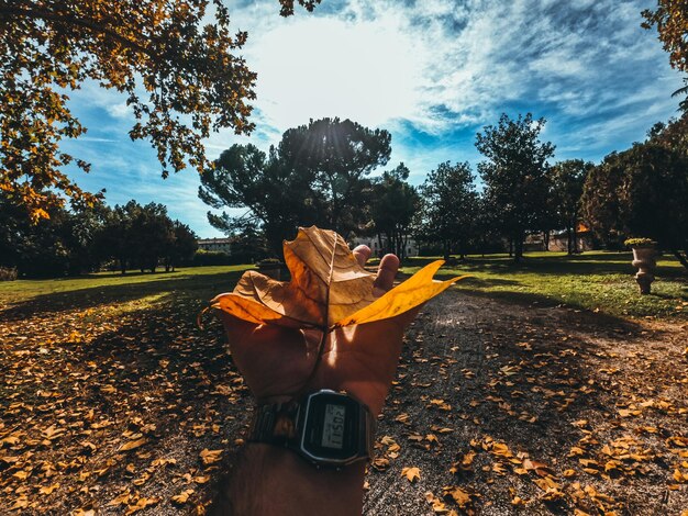 Mano cortada de un hombre sosteniendo una hoja de otoño en el parque