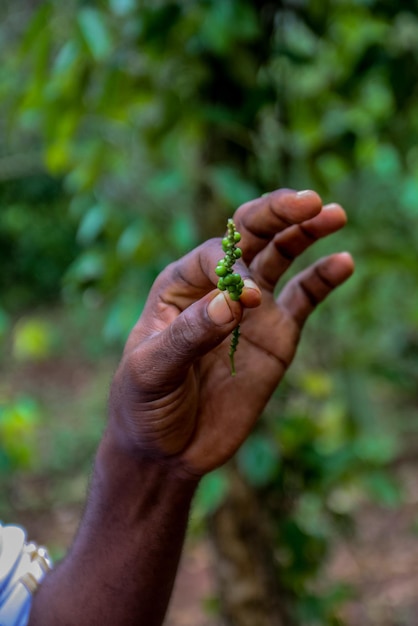 Foto mano cortada de un hombre sosteniendo una hoja