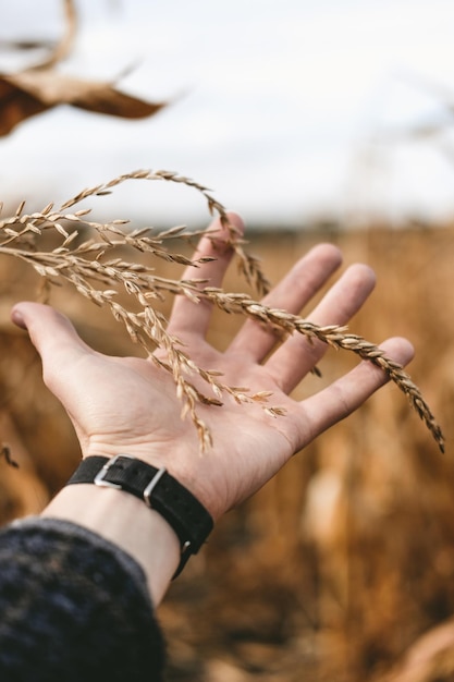 Foto mano cortada de un hombre sosteniendo una planta de trigo contra el cielo