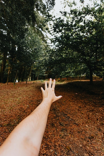 Foto mano cortada de una mujer gestando en el bosque