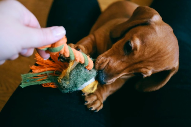 Foto mano cortada de una mujer jugando con un perro