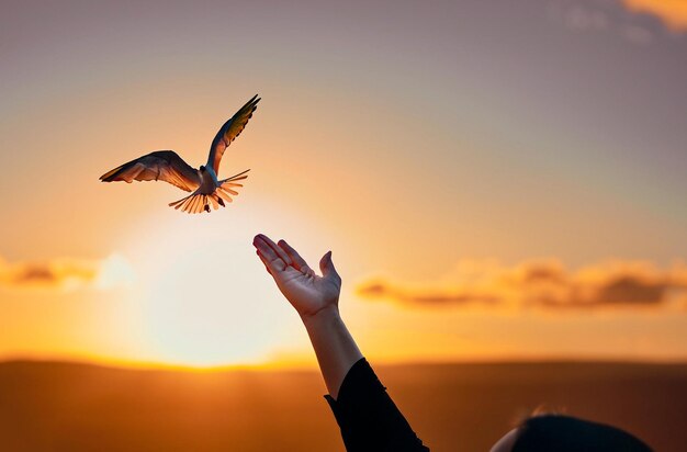 La mano cortada de la mujer libera al pájaro en la puesta del sol
