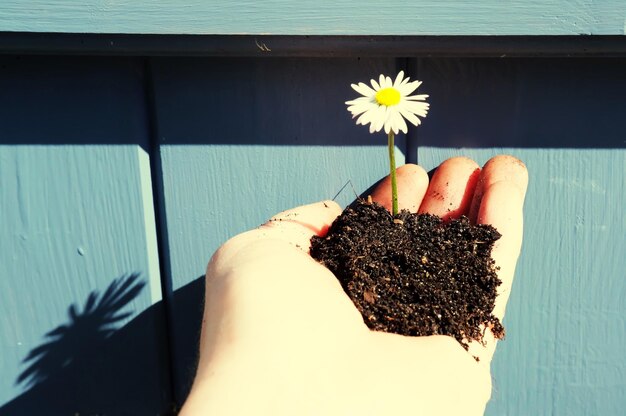 Foto la mano cortada de una mujer sosteniendo una flor contra la pared