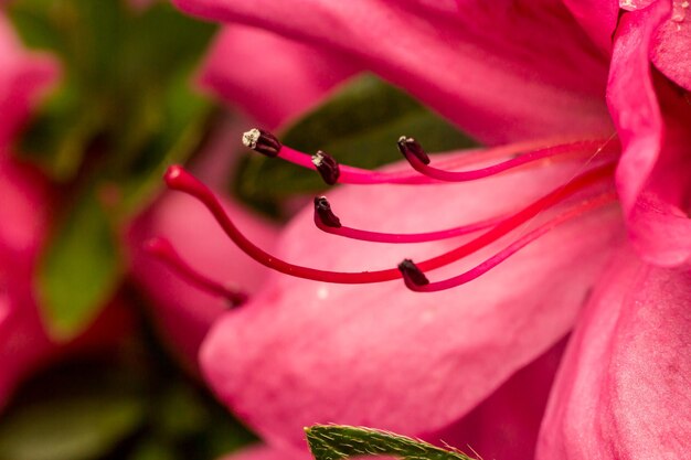 Foto mano cortada de una mujer sosteniendo una flor