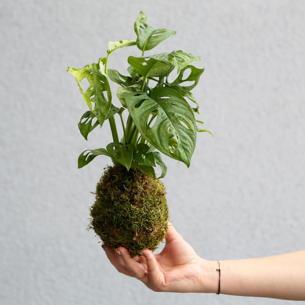 Foto mano cortada de una mujer sosteniendo una planta