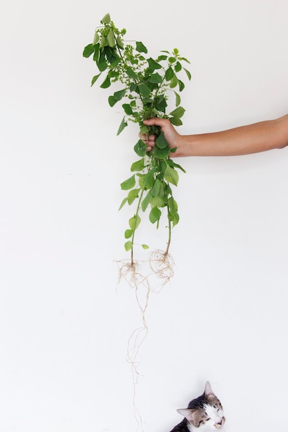 Foto mano cortada de una mujer sosteniendo plantas contra un fondo blanco