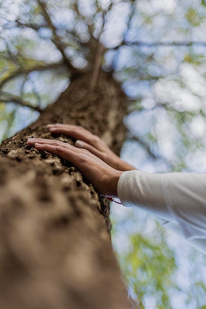 La mano cortada de una mujer tocando un árbol