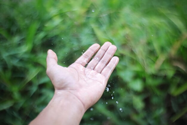 La mano cortada de una mujer tocando una planta