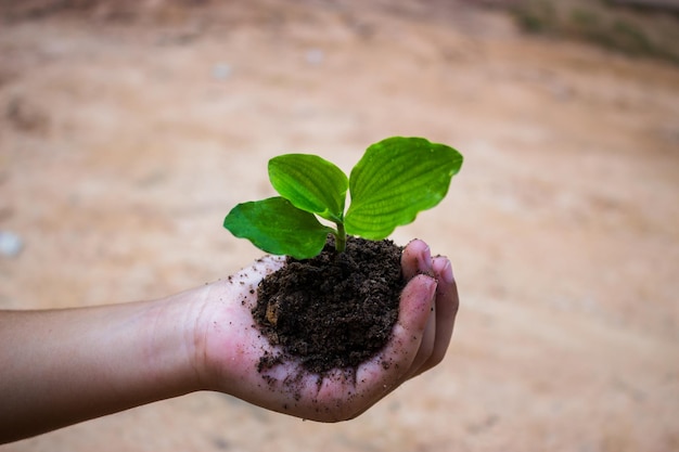 Mano cortada de un niño sosteniendo plantas