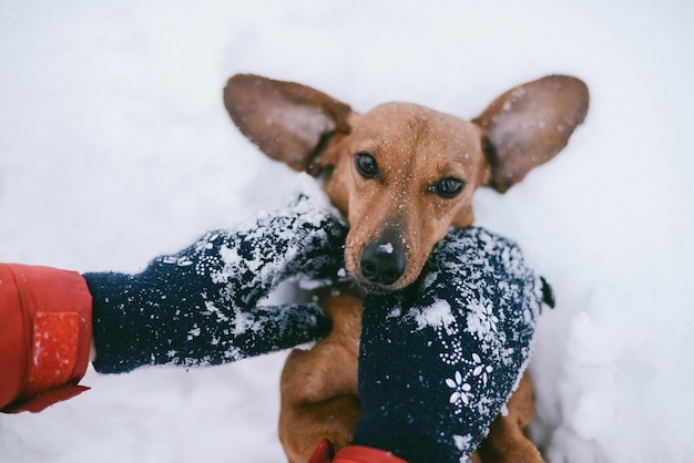Mano cortada con perro durante el invierno