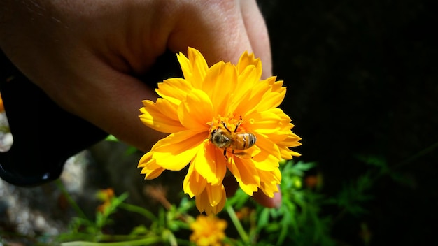 Mano cortada de una persona que sostiene un insecto polinizador en una flor amarilla