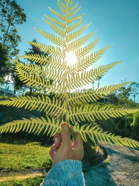 Foto mano cortada de una persona sosteniendo hojas contra el cielo