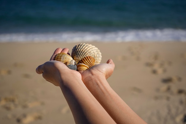 Foto mano cortada de una persona sosteniendo seashella en la playa