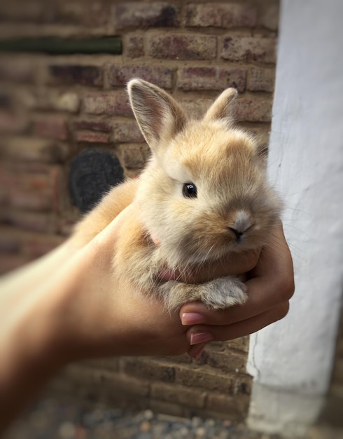 Foto mano cortada sosteniendo un conejo