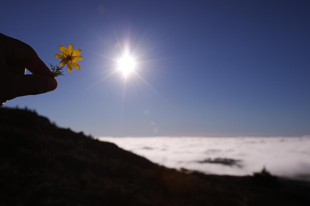 Mano cortada sosteniendo una flor amarilla contra el sol brillante en el cielo