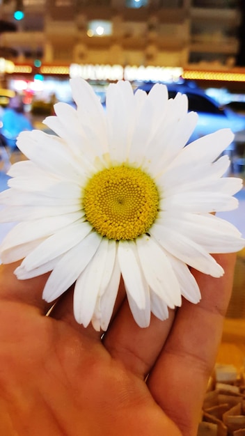 Foto la mano cortada sosteniendo una flor blanca por la noche