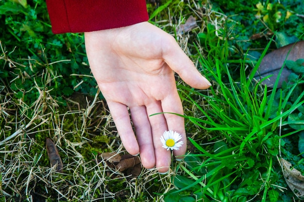 Foto mano cortada sosteniendo una flor que crece en el campo