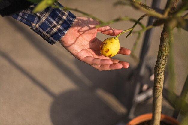 Foto mano cortada sosteniendo frutas