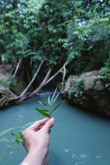 Foto mano cortada sosteniendo hojas contra el lago en el bosque