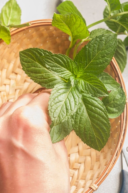 Mano cortada sosteniendo hojas de menta sobre una canasta de mimbre