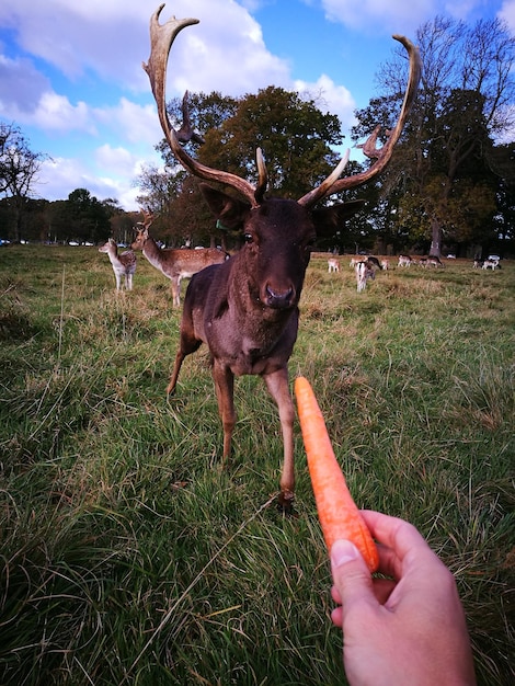 Foto mano cortada sosteniendo zanahoria para ciervos en el campo