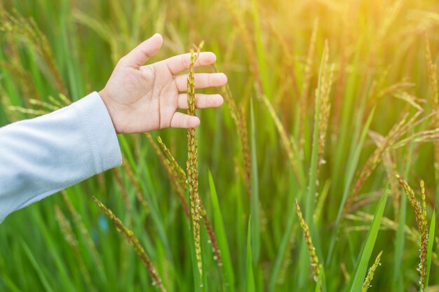 La mano cortada tocando los cultivos en el campo