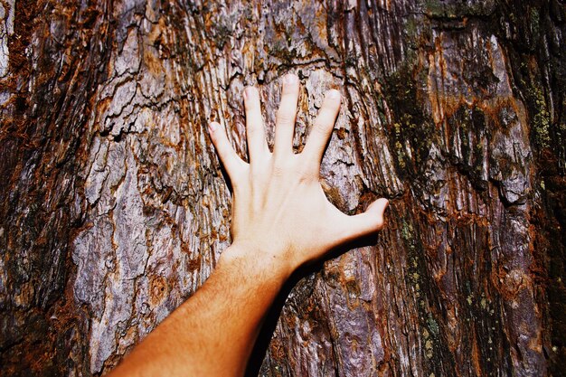 Foto la mano cortada tocando el tronco del árbol