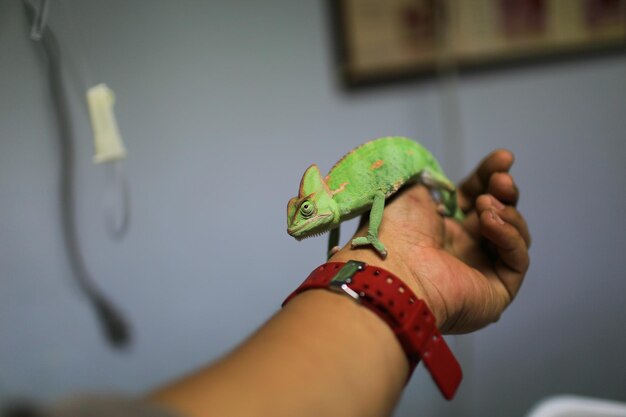 Mano cortada de un veterinario sosteniendo un lagarto en el hospital