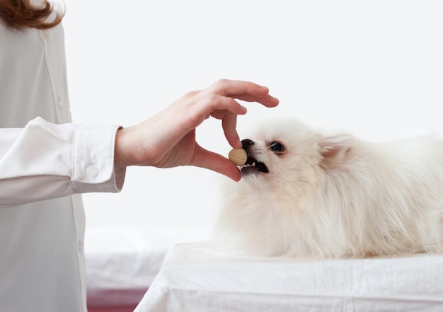 La mano le da una pastilla a un perro Pomerania blanco, que ha abierto la boca.