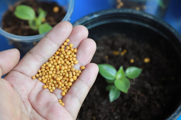 Mano dando fertilizante a la planta joven en cultivo en maceta de granja orgánica