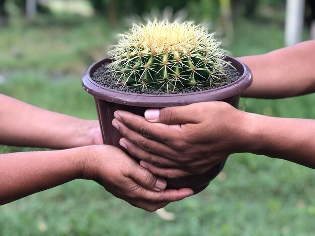 Foto mano dar una maceta de cactus a otra