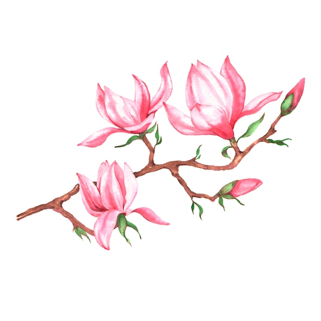 Mano dibuja la ilustración acuarela de rama de magnolia rosa