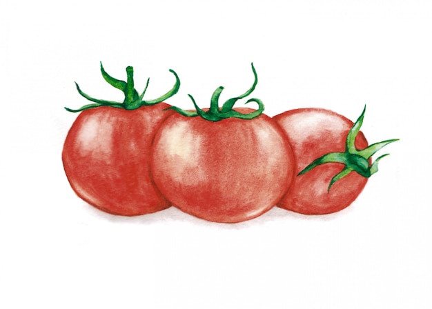 Mano dibuja la ilustración acuarela de tres tomates maduros rojos frescos. Producto alimenticio vegetariano