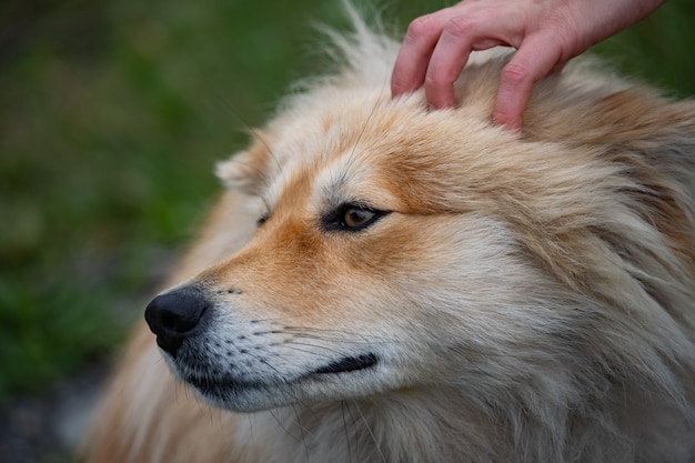 La mano de los dueños está acariciando un entrenamiento de cuidado de mascotas lindo perro esponjoso