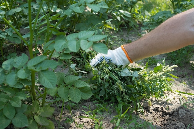 Una mano elimina las malas hierbas en el jardín Concepto de jardinería