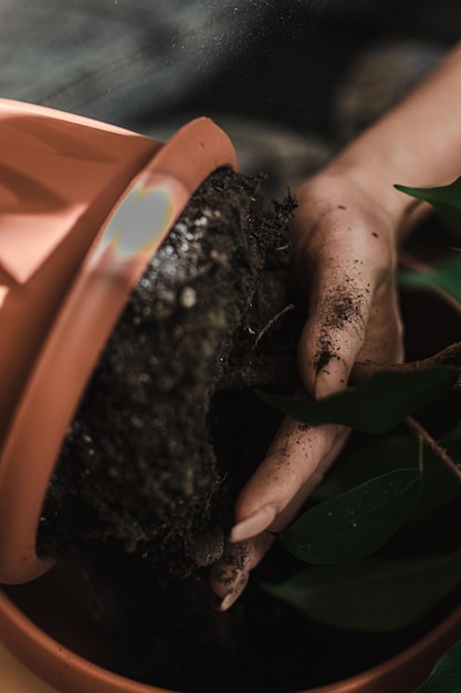 Una mano está plantando una planta en una maceta de terracota.