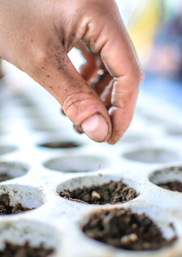 Una mano está plantando semillas en una bandeja.