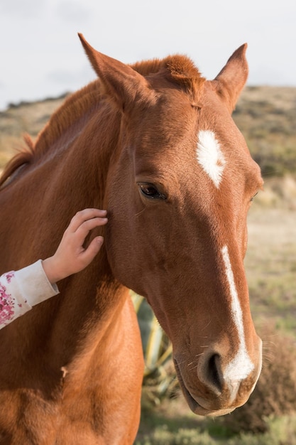 Mano femenina acariciando caballo detalle