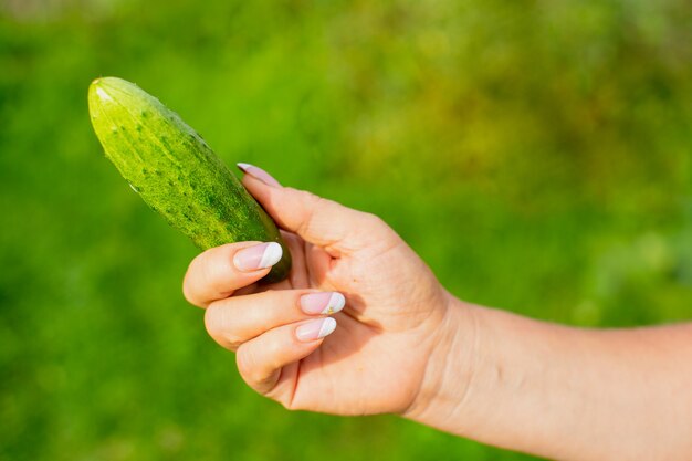 La mano femenina de los agricultores sostiene un concepto de comida sana de cosecha de pepino maduro