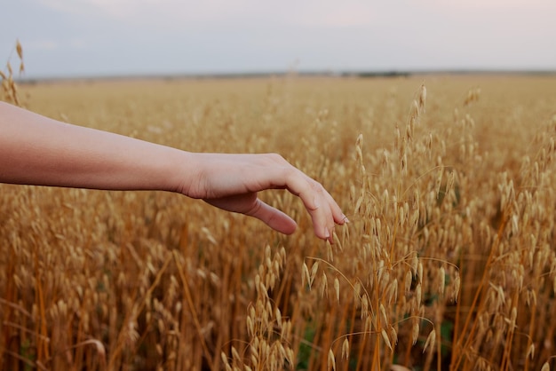 Mano femenina al aire libre campo cultivo de trigo granja inalterada