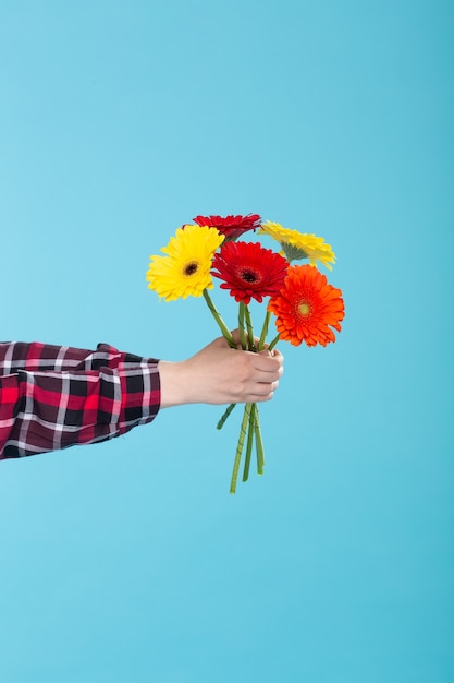 Mano femenina en una camisa a cuadros sosteniendo un ramo de Gerbers amarillo rojo y naranja sobre una pared azul. Concepto de regalo y saludos. espacio promocional