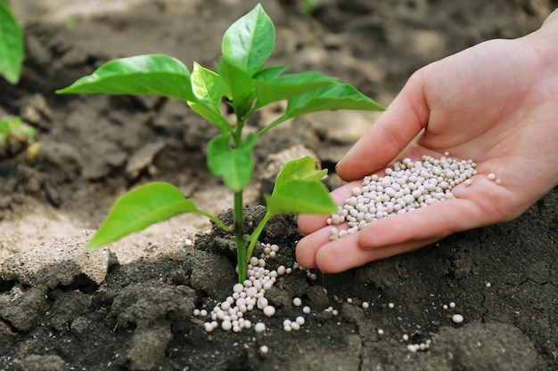 Mano femenina con fertilizante para planta sobre fondo de suelo