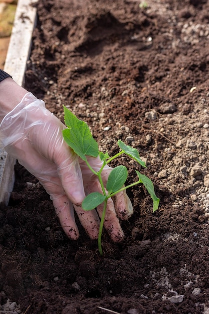 Una mano femenina en un guante planta plántulas de pepino en el suelo en un invernadero en un día soleado de primavera