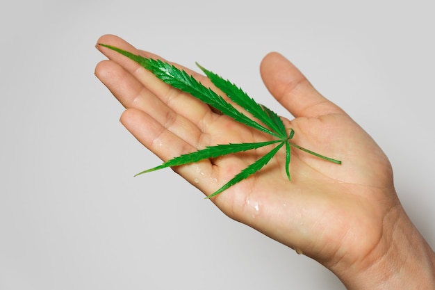 Mano femenina con una hoja de cannabis verde sobre fondo gris