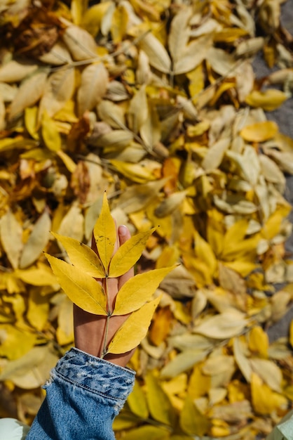 Mano femenina en el parque de otoño disfrutando del otoño y sosteniendo una hoja