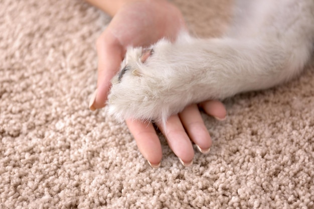 Mano femenina y pata de perro en la alfombra